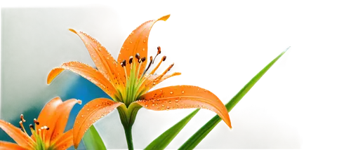 orange lily,day lily,day lily flower,orange flower,orange daylily,flower background,african lily,lilies,strelitzia orchids,day lily plants,flame flower,grass lily,daylily,lily flower,lillies,orange flowers,torch lilies,flowers png,flame lily,lilium,Illustration,Japanese style,Japanese Style 11