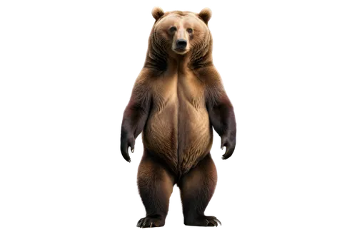 bearlike,bear,nordic bear,scandia bear,brown bear,ursa,ursine,trinket,european brown bear,bear guardian,ursa major,great bear,bearse,forebear,bearman,cute bear,bearss,bearmanor,bear teddy,beorn,Photography,Fashion Photography,Fashion Photography 24