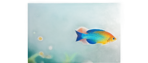 discus fish,discus cichlid,discus,diamond tetra,ornamental fish,gourami,mandarinfish,rainbowfish,swordtail,dori,haplochromis,apistogramma,tetras,cichlid,fish pictures,blue stripe fish,lepomis,danio,snapfish,cychropsis,Conceptual Art,Sci-Fi,Sci-Fi 22