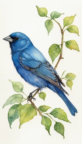 indigo bunting,western bluebird,bird illustration,lazuli bunting,bird painting,bluebird female,blue bird,tickell's blue flycatcher,male bluebird,bluebird,bluejay,blue wren,tanager,flower and bird illustration,eastern bluebird,bird drawing,blue jays,watercolor bird,blue birds and blossom,europeon pied fly catcher,Illustration,Realistic Fantasy,Realistic Fantasy 04