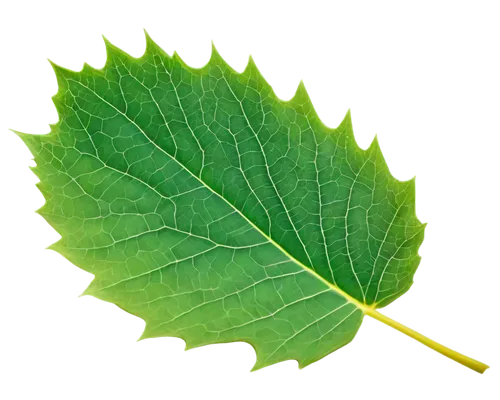 Close-up, individual leaf, autumn season, vibrant green, delicate veins, soft focus, shallow depth of field, warm lighting, natural texture, detailed edges, solitary, 3/4 composition, macro photograph