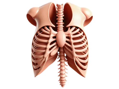 rib cage,medical illustration,ribcage,aorta,human internal organ,respiratory,3d model,esophagus,aortas,velopharyngeal,lungs,thoracic,tachypnea,trapezius,hypopharynx,mediastinum,esophageal,pulmonic,sternum,bronchial,Unique,Pixel,Pixel 05