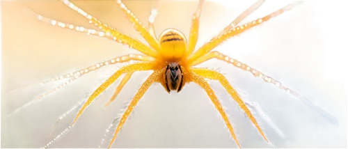 Yellow sac spider, golden web, intricate patterns, dew drops, morning sunlight, close-up shot, macro photography, shallow depth of field, warm color tone, soft focus, gentle bokeh, 1/2 composition, ho