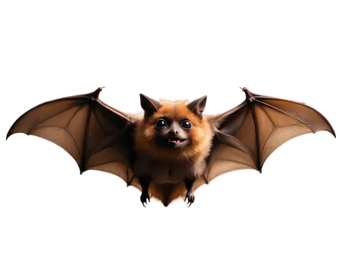 Dark brown bat, wings spread wide, hanging upside down, detailed fur texture, cute eyes, small nose, fangs showing, black background, spotlight shining, dramatic shadow, 3/4 composition, high contrast