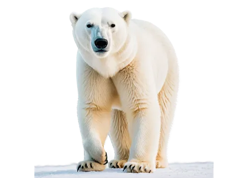 Polar bear, solo, standing, white fur, bright eyes, sharp claws, relaxed posture, casual walking, arctic environment, soft snow, morning sunlight, 3/4 composition, shallow depth of field, warm color t