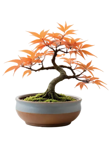 maple bonsai,bonsai tree,ikebana,bonsai,tangerine tree,flourishing tree,maple tree in pot,elm bonsai,the japanese tree,potted tree,growing mandarin tree,blossom tree,small tree,nuytsia,argan tree,bonzai,apfelbaum,burning bush,naturopathy,orange tree,Conceptual Art,Sci-Fi,Sci-Fi 12