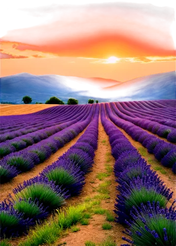 lavender field,lavender fields,provence,lavender cultivation,purple landscape,lavander,lavenders,lavender flowers,the lavender flower,lavender flower,lavender,laventhol,valensole,lavendar,onion fields,lavender oil,lavandula,wavelength,purple blue ground,purple wallpaper,Illustration,Paper based,Paper Based 16