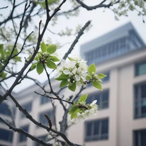 cherry blossom branch,apple blossom branch,sakura branch,tree blossoms,blooming tree,flowering tree