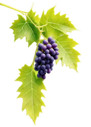 purple grapes,blue grapes,wine grape,wine grapes,winegrape,table grapes,grapes,grape vine,green grape,grape leaf,white grapes,unripe grapes,bright grape,grapevines,fresh grapes,wood and grapes,vitis,green grapes,grape,red grapes,Art,Classical Oil Painting,Classical Oil Painting 10