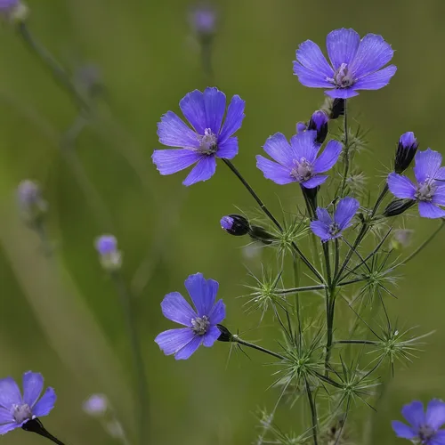 Write a scientific article exploring the medicinal properties of Gilia tricolor.,cranesbill,blue flax,linseed,perennial flax,wild cranesbill,phacelia,cyanus cornflower,wild flax,linum bienne,phacelia 