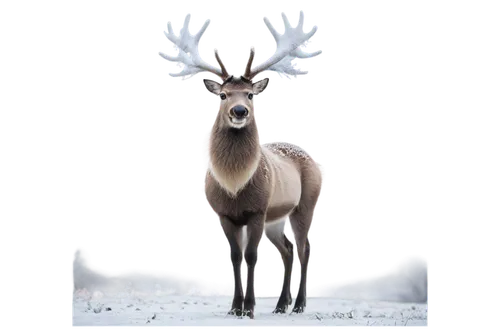 deer illustration,winter deer,elk,male deer,reindeer from santa claus,european deer,christmas deer,antler velvet,reindeer polar,reindeer,rudolf,red deer,manchurian stag,barren ground caribou,pere davids male deer,raindeer,rudolph,pere davids deer,caribou,stag,Illustration,Black and White,Black and White 22