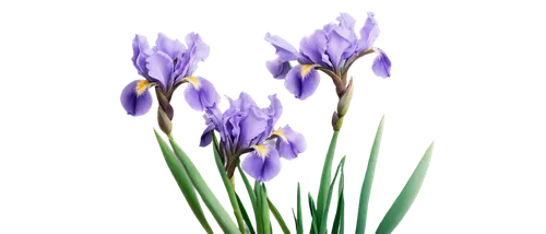 flowers png,dwarf iris,irises,dutch iris,crocus flowers,purple irises,croci,crocuses,purple crocus,crocus,camassia,muscari,lavender flower,tulipan violet,iridaceae,purple tulip,flower background,tulip background,lavender flowers,hyacinthoides,Art,Classical Oil Painting,Classical Oil Painting 36