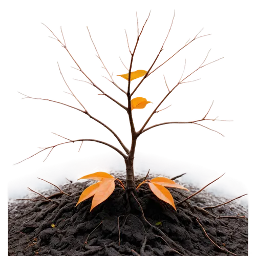 Top view, solitary tree, autumn season, orange leaves, branches stretching outwards, thick trunk, roots deep in earth, morning dew, soft sunlight filtering through leaves, directly above composition, 