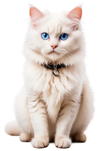 blue eyes cat,cat with blue eyes,white cat,himalayan persian,snowbell,birman,garrison,suara,cute cat,cat on a blue background,breed cat,korin,kittenish,cat vector,kittani,kittu,cat image,light fur,cat look,jiwan,Illustration,Realistic Fantasy,Realistic Fantasy 23