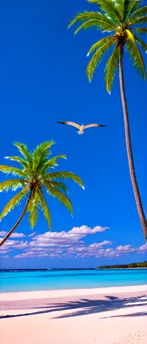 Tropical scenery, palm trees, bright blue sky, fluffy white clouds, golden sandy beach, clear turquoise water, sailboat in distance, seagulls flying overhead, warm sunlight, shallow depth of field, vi