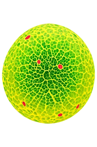 Fungi cell diagram, microscopic view, spherical shape, thick cell wall, plasma membrane, cytoplasm, nucleus, mitochondria, ribosomes, endoplasmic reticulum, golgi apparatus, lysosome, vacuole, chromat