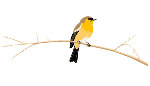 canary bird,bird png,yellowbird,saltator,finch bird yellow,gold finch,verdin,bird on branch,yellow finch,yellow winter finch,golden finch,bird illustration,yellow weaver bird,american goldfinch,birds gold,yellowthroat,european goldfinch,an ornamental bird,sun parakeet,minivet,Art,Artistic Painting,Artistic Painting 43