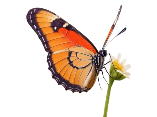 viceroy (butterfly),orange butterfly,euphydryas,butterfly on a flower,coenonympha tullia,butterfly vector,coenonympha,dryas julia,butterfly background,butterfly clip art,monarch butterfly,hesperia (butterfly),gulf fritillary,butterfly isolated,vanessa (butterfly),dryas iulia,brush-footed butterfly,gatekeeper (butterfly),vanessa atalanta,melitaea,Art,Classical Oil Painting,Classical Oil Painting 33