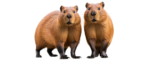 Capybara, smiling face, whiskers, shiny eyes, soft fur, orange-brown color, wet nose, standing, front paws together, relaxed posture, natural habitat, green background, warm lighting, 3/4 composition,