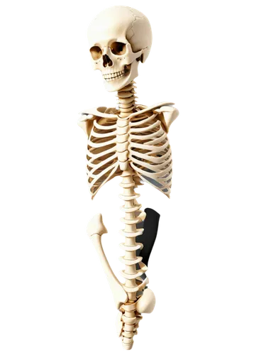 skeletal,vintage skeleton,skelemani,skeleton,human skeleton,skelly,calcium,doot,osteoporotic,bone,skeleltt,boneparth,spookily,skeletal structure,osteoporosis,bones,skelid,mermaid skeleton,boney,skeletons,Conceptual Art,Daily,Daily 35