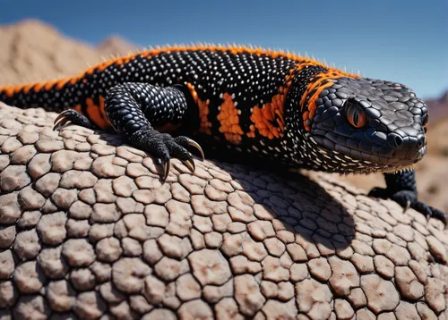 collared lizard,gila monster,common collared lizard,banded geckos,oriental fire-bellied toad,turkish gecko,fire-bellied toad,furcifer pardalis,malagasy taggecko,cyclura nubila,yemen chameleon,goanna,splendor skink,sagebrush lizard,scaled reptile,desert iguana,western fence lizard,gecko,side-blotched lizards,desert horned lizard,Illustration,Japanese style,Japanese Style 08