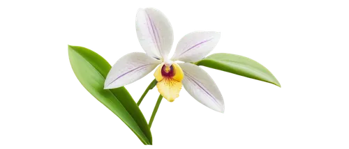 Orchid, exotic flower, delicate petals, white and purple colors, intricate patterns, slender stem, green leaves, water droplets, soft focus, shallow depth of field, warm lighting, 3/4 composition, clo