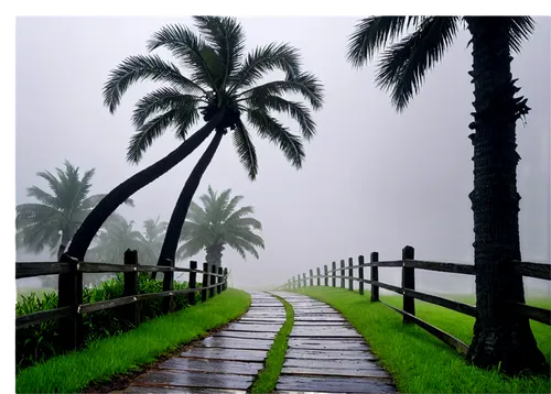 palm pasture,salalah,palm forest,landscape background,derivable,dhofar,foggy landscape,cartoon video game background,monsoon,nature background,sohar,palms,overlays,palm tree vector,virtual landscape,palm,rainy season,abha,palm garden,two palms,Conceptual Art,Daily,Daily 33