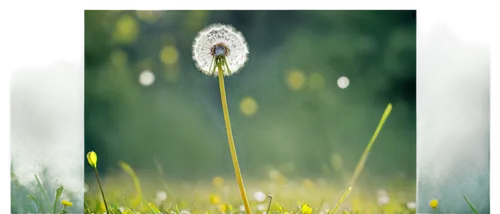 dandelion background,dandelion flying,common dandelion,grass blossom,dandelion flower,dandelion field,taraxacum,dandelion seeds,dandelion meadow,taraxacum officinale,cotton grass,dandelion,dandelion parachute ball,blooming grass,dandelions,meadows of dew,meadow plant,wheat germ grass,feather bristle grass,dew on grass,Photography,Documentary Photography,Documentary Photography 12