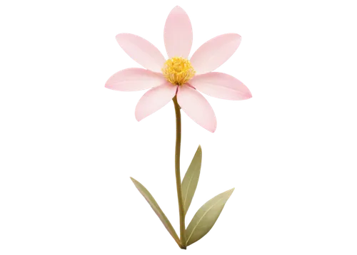 flowers png,minimalist flowers,centaurium,pink cosmea,magnolia star,dahlia pink,lotus png,cosmea,flower illustration,coneflower,flower illustrative,bush anemone,single flower,bicolored flower,pink chrysanthemum,gaura,cosmos flower,star dahlia,two-tone flower,cow flower,Photography,Documentary Photography,Documentary Photography 01