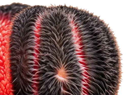 spines,follicle,follicular,brainwaves,neurogenetics,vasculature,microtubules,follicles,hairbrushes,neovascularization,neurogenesis,cerebrovascular,hairbrush,trichotillomania,tectorum,cerebellum,neuroactive,cuticular,angiogenic,axonal,Illustration,Realistic Fantasy,Realistic Fantasy 24