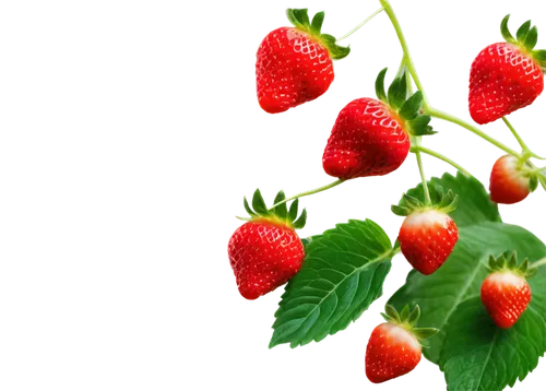 strawberry tree,raspberry bush,berries,red berries,rosehip berries,red raspberries,strawberry plant,fragaria,chili berries,wild berries,ireland berries,wolfberries,raspberry leaf,berry fruit,elder berries,raspberries,rose hip berries,berries fruit,lingonberries,ripe berries,Art,Artistic Painting,Artistic Painting 30