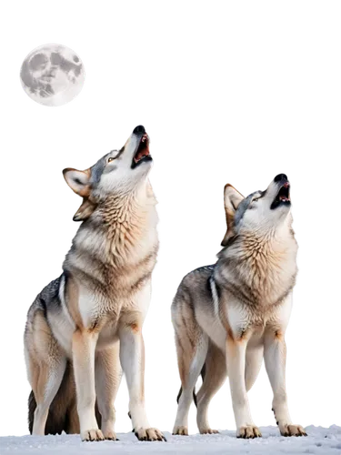 huskies,two wolves,malamute,sakhalin husky,wolf couple,sled dog,swedish vallhund,dog sled,saarloos wolfdog,wolves,tamaskan dog,wolfdog,howling wolf,sled dog racing,corgis,northern inuit dog,three dogs,canis lupus,alaskan malamute,west siberian laika,Photography,Documentary Photography,Documentary Photography 35