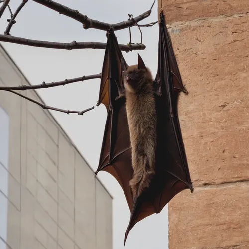 A sleepy bat emoji hangs upside down in the daytime,hanging bat,big brown bat,little brown myotis,bat,pipistrelles,megabat,fruit bat,vampire bat,flying fox,common pipistrelle,little red flying fox,tro