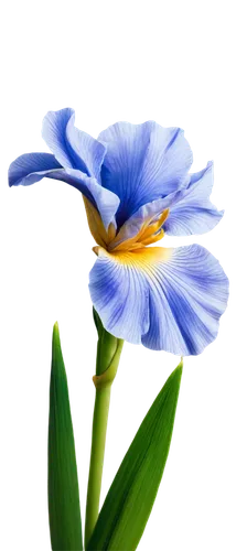 blue flower,blu flower,blue petals,blue daisies,blue chrysanthemum,dayflower,blue anemone,blue flowers,flowers png,flower wallpaper,cornflower,flower background,windflower,chicory,lily flower,flower of water-lily,blume,two-tone flower,lisianthus,south african daisy,Conceptual Art,Daily,Daily 07