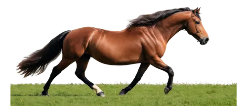 Majestic horse, running freely, galloping, flowy mane, shiny brown coat, strong muscles, detailed hooves, green meadow background, soft focus, warm lighting, cinematic composition, panoramic view, 3/4