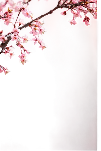 Pink flowering cherry tree, blooming season, delicate petals, soft pink color, branches stretching upwards, thick trunk, roots deep in earth, morning dew, soft sunlight filtering through blossoms, 3/4