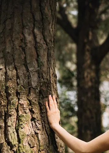 girl with tree,the girl next to the tree,half lotus tree pose,arms outstretched,reach out,ballerina in the woods,happy children playing in the forest,trees with stitching,upward tree position,tree tho