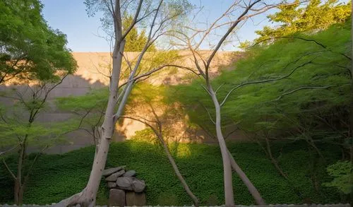 bamboo forest,quartz sandstone peak woodland landscape,virtual landscape,weeping willow,photogrammetry,bamboo plants,phyllostachys,metasequoia,photogrammetric,bamboos,corkscrew willow,cypresses,ordinary robinia,robinia,argan trees,birch tree background,bandelier,matthiessen,ravines,thicket,Photography,General,Realistic