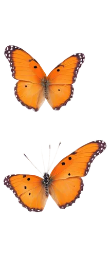 euphydryas,butterfly vector,butterfly clip art,orange butterfly,polygonia,lycaena phlaeas,vanessa (butterfly),melitaea,dryas julia,lycaena,vanessa atalanta,viceroy (butterfly),hesperia (butterfly),scotch argus,lepidoptera,dryas iulia,argynnis,boloria,coenonympha tullia,butterfly background,Photography,Fashion Photography,Fashion Photography 07