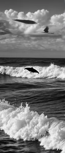 grey whale,a flying dolphin in air,two dolphins,dolphin swimming,dusky dolphin,striped dolphin,dolphin coast,spotted dolphin,bottlenose dolphin,dolphin,dolphins in water,flipper,dolphins,humpback whale,bottlenose,humpback,oceanic dolphins,bottlenose dolphins,the dolphin,blackandwhitephotography,Photography,Black and white photography,Black and White Photography 08