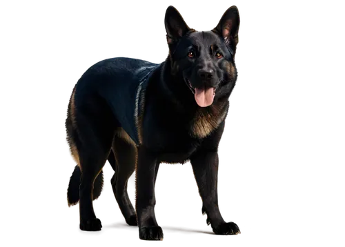 German Shepherd dog, adult, standing, alert ears, black coat, brown eyes, athletic build, muscular legs, paws on ground, tongue out, slight smile, detailed fur texture, morning sunlight, soft focus ba