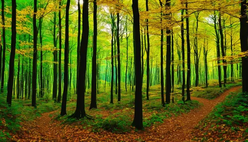 germany forest,deciduous forest,green forest,beech forest,autumn forest,mixed forest,forest path,fairytale forest,aaa,forest landscape,coniferous forest,tree lined path,bavarian forest,forest floor,forest of dreams,beech trees,temperate coniferous forest,holy forest,enchanted forest,northern hardwood forest,Art,Artistic Painting,Artistic Painting 03