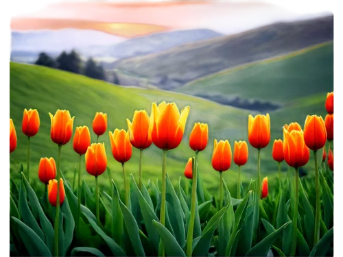 tulip background,orange tulips,tulip field,tulips field,tulip fields,wild tulips,tulip festival,tulips,tulip flowers,yellow orange tulip,two tulips,tulipa,flower background,tulp,springtime background,spring background,red tulips,landscape background,nature background,tulip blossom,Illustration,Realistic Fantasy,Realistic Fantasy 29