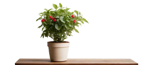 xmas plant,potted tree,potted plant,ikebana,christmas flower,houseplant,indoor plant,hostplant,small tree,container plant,christmas arrangement,bierenbaum,phototropism,paprika bush,christ plant,hanging plant,plant pot,pot plant,wooden flower pot,pepper plant,Art,Classical Oil Painting,Classical Oil Painting 31