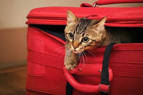 suitcase,luggage,luggage and bags,travel bag,suitcases,carry-on bag,baggage,hand luggage,toyger,airline travel,traveler,travel insurance,leather suitcase,luggage set,carrying case,old suitcase,red cat,laptop bag,luggage compartments,packing