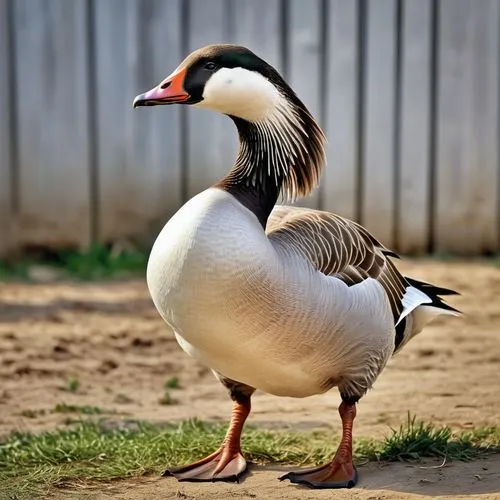 
a beautiful farmyard goose,  photo realistic detailed image, side view, long feathers running down the body, beautiful and robust legs and with, the frontal gaze, neutral background,brahminy duck,goo