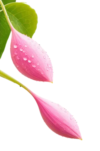 pink petals,tuberous pea,flowers png,fuschia,twinflower,raindrop rose,rain lily,pink flower,petals,dew drops on flower,pink morning glory flower,magnoliaceae,flower opening,flower bud,dewdrops,anthurium,petals of perfection,pink flowers,lotus leaf,flower background,Art,Artistic Painting,Artistic Painting 06