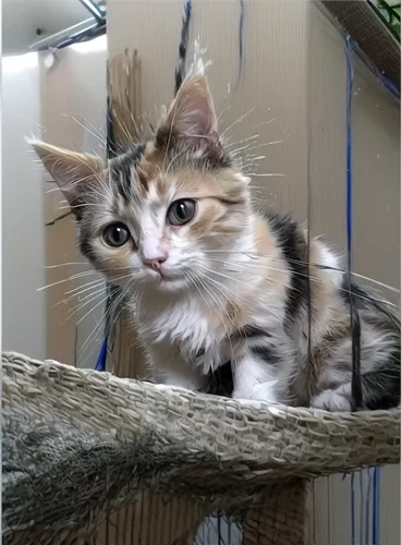 calico,calico cat,shelter cat,rescue alley,kitten willow,bengal,peaches in the basket,american wirehair,cat frame,kitten,arabian mau,oak kitten,hanging cat,kurilian bobtail,marmalade,cats in tree,artemis,palm kitten,cute cat,static trapeze