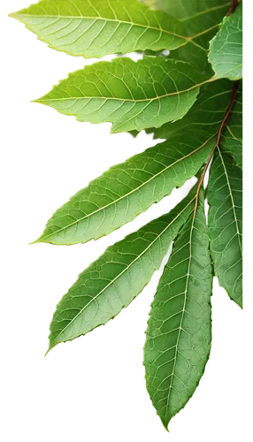 chestnut leaves,chestnut leaf,chestnut with leaf,the leaves of chestnut,walnut leaf,aesculus,leaves,slippery elm,gum leaves,custody leaf,tree leaves,thunberg's fan maple,curry leaves,foliage leaf,mape leaf,leaf background,bay-leaf,aesculus hippocastanum,fan leaf,american chestnut,Conceptual Art,Oil color,Oil Color 17