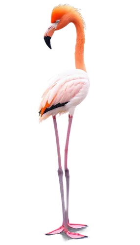 greater flamingo,flamingo,flamingo couple,pink flamingo,cuba flamingos,two flamingo,flamingo with shadow,flamingo pattern,flamingos,bird png,lawn flamingo,grey neck king crane,crane-like bird,flamingoes,legg,platycercus,white pelican,stilt,great white pelican,stork,Conceptual Art,Daily,Daily 22